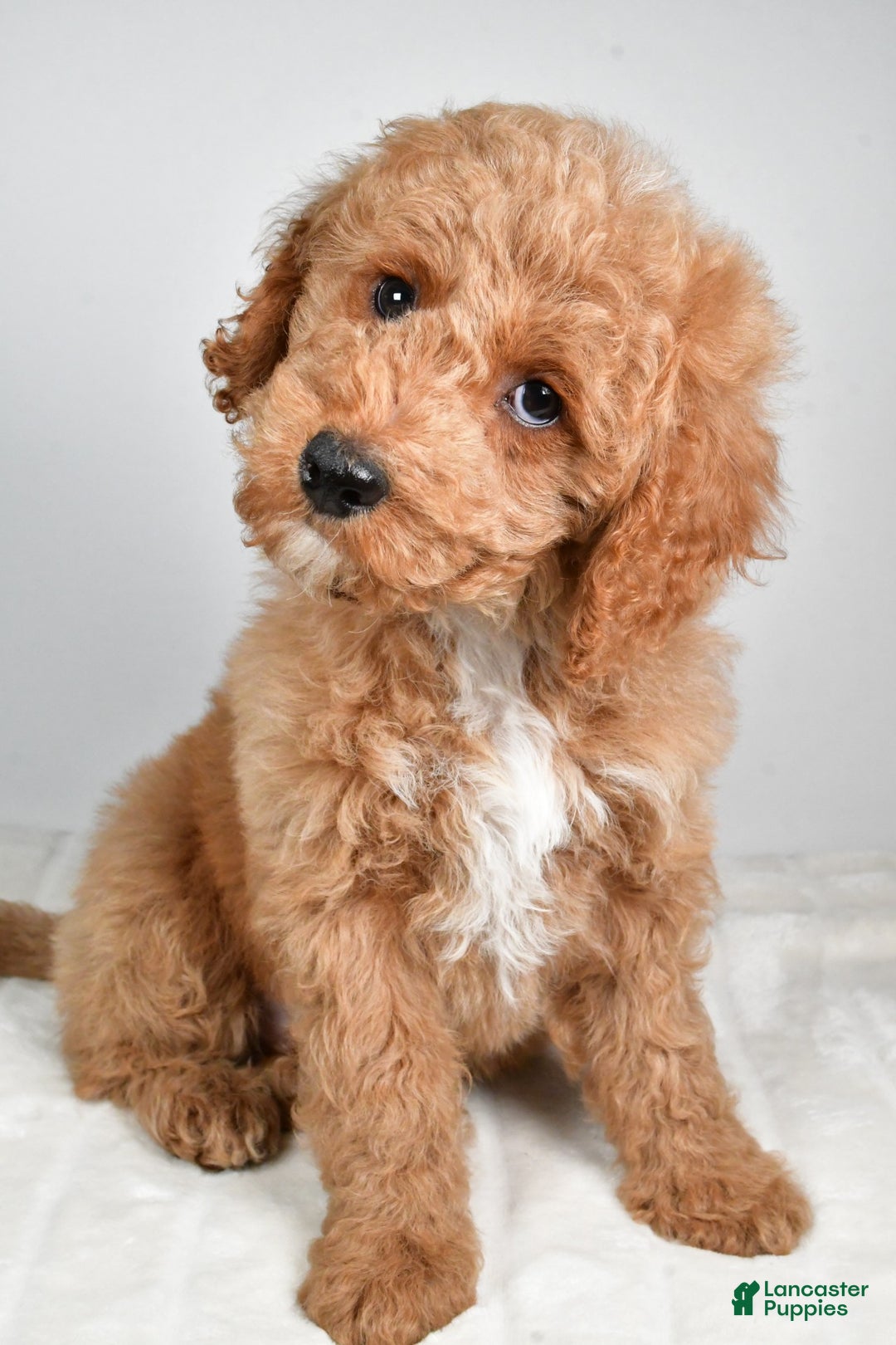 Cockapoo dogs for sale: dallas - Ad 6
