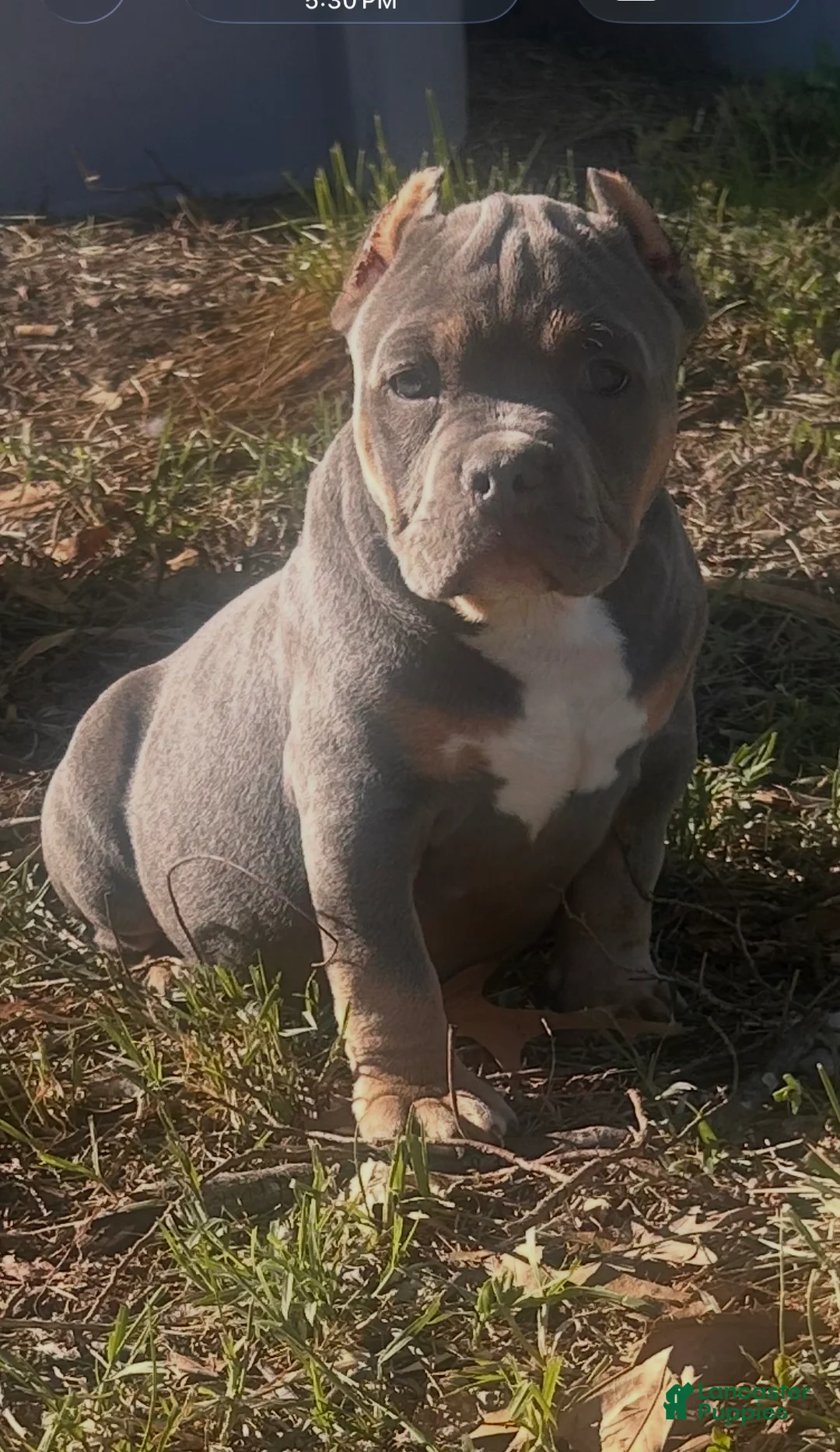 American Bully dogs for sale: Dozer - Ad 1