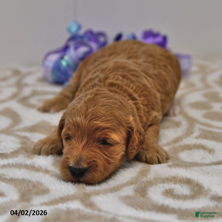 Mini Goldendoodle dogs Sasha - Ad 1