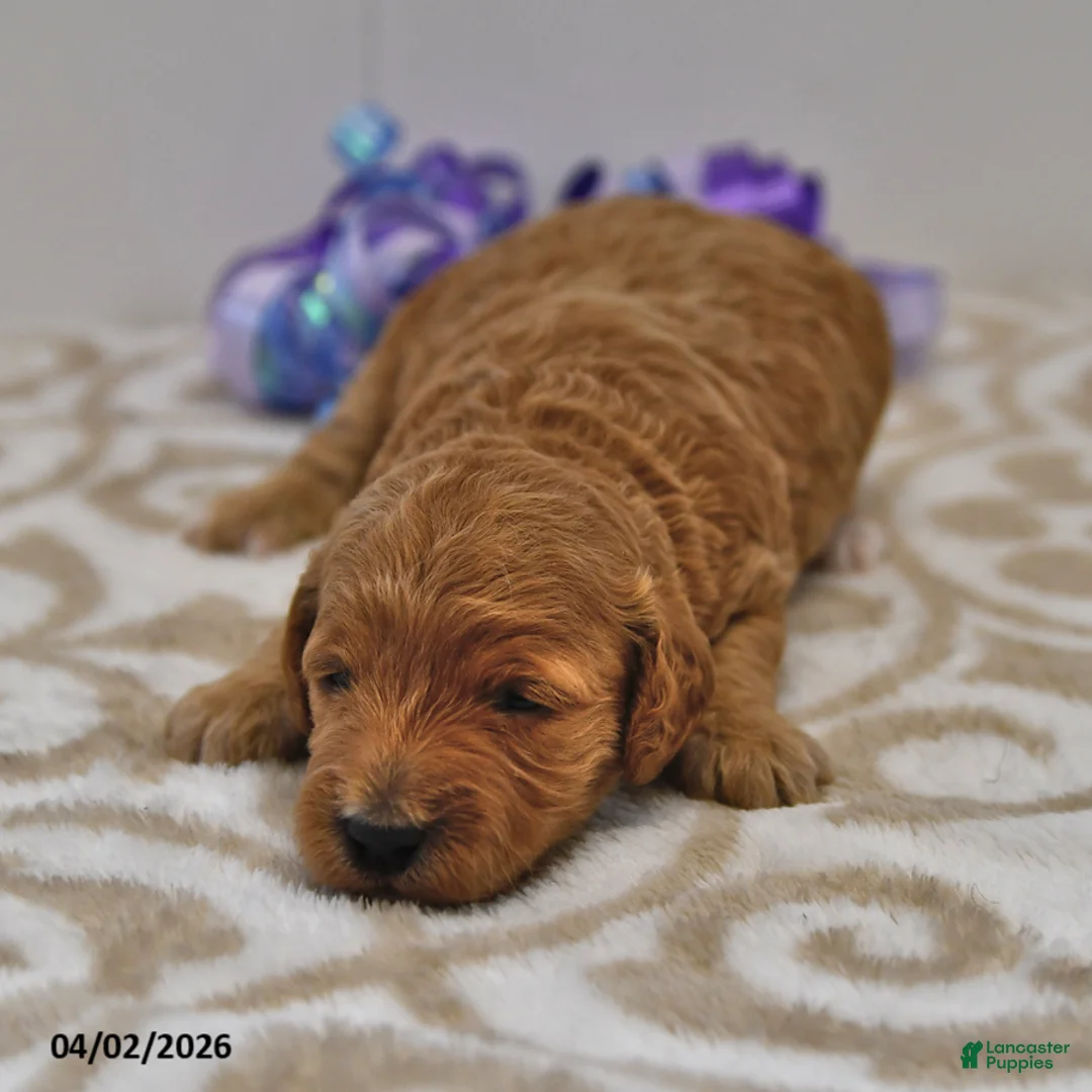 Mini Goldendoodle dogs for sale: Sasha - Ad 1
