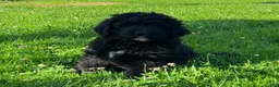 Bernedoodle dogs for sale: Bernedoodle 4 - Ad 8