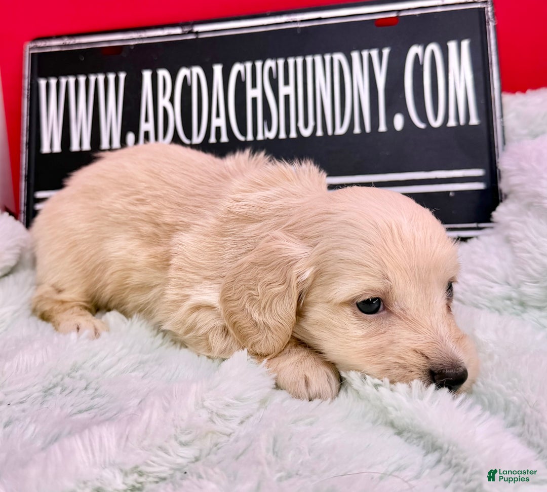 Miniature Dachshund dogs for sale: ee cream - Ad 2