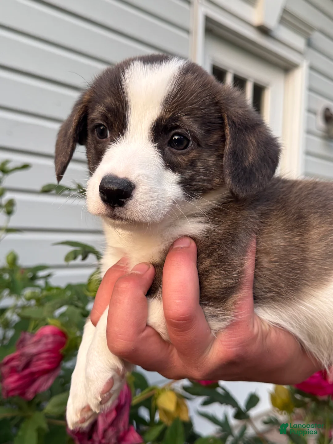 Welsh Corgi Pembroke dogs for sale: Welsh Corgi Pembroke 7 - Ad 1