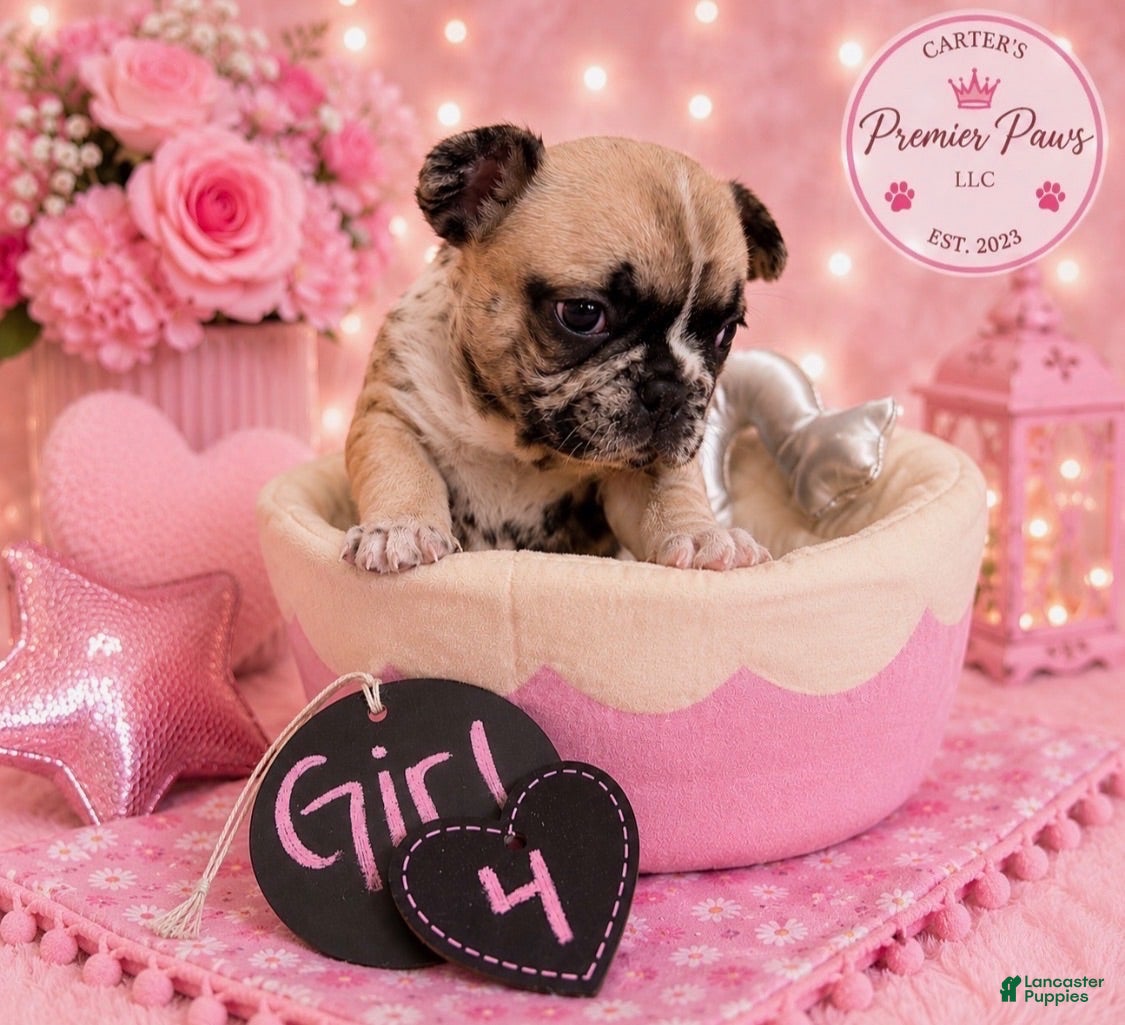 French Bulldog dogs French Bulldog 4 cutiepie - Ad 2