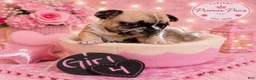 French Bulldog dogs for sale: French Bulldog 4 cutiepie - Ad 2