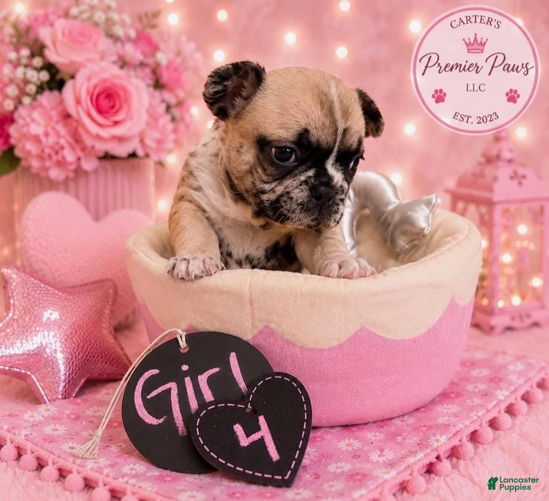 French Bulldog dogs for sale: French Bulldog 4 cutiepie - Ad 2