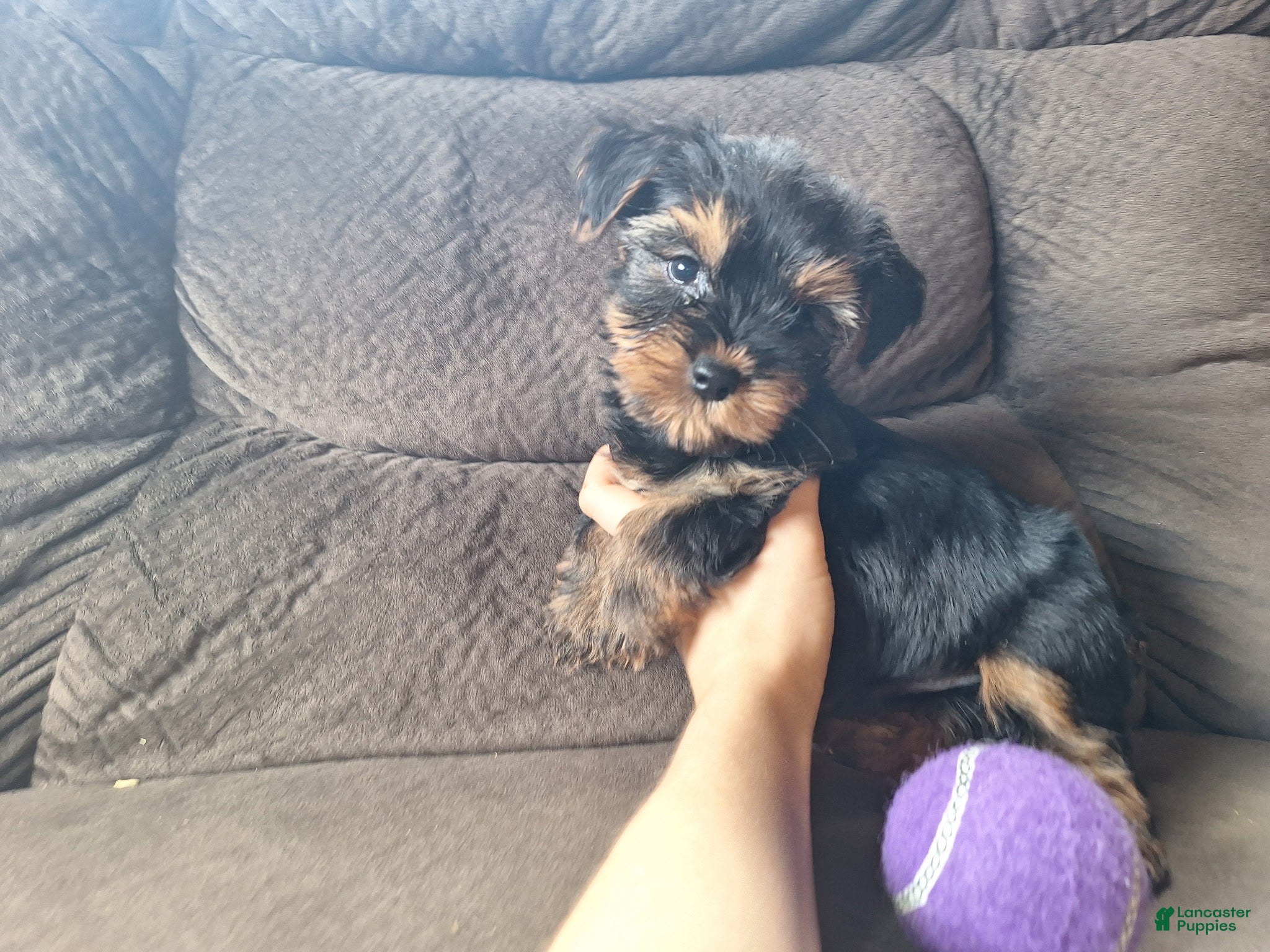 Yorkshire Terrier dogs Acer - Ad 2