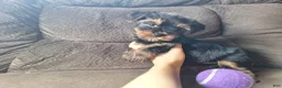 Yorkshire Terrier dogs for sale: Acer - Ad 2