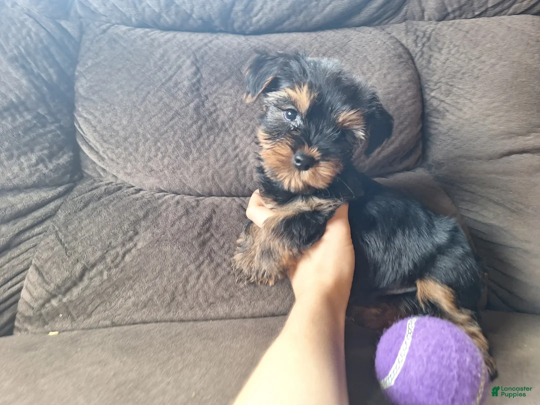 Yorkshire Terrier dogs for sale: Acer - Ad 2