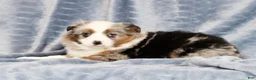 Miniature Australian Shepherd dogs for sale: Emmy - Ad 5