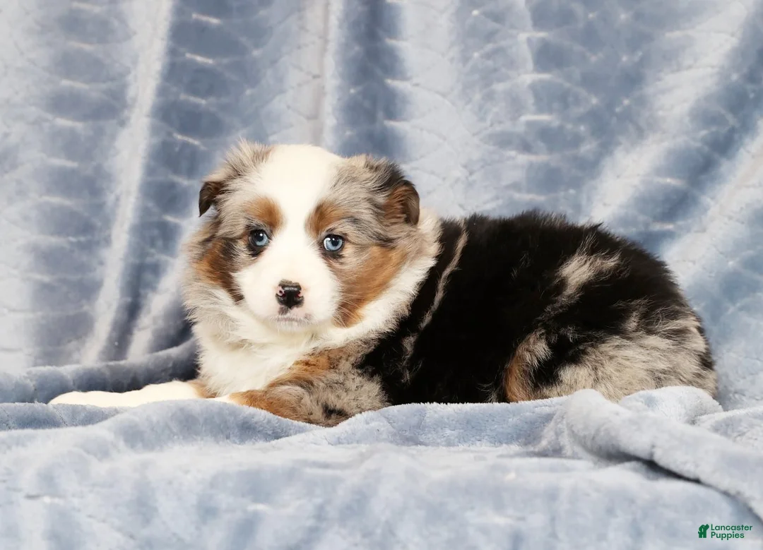 Miniature Australian Shepherd dogs for sale: Emmy - Ad 5