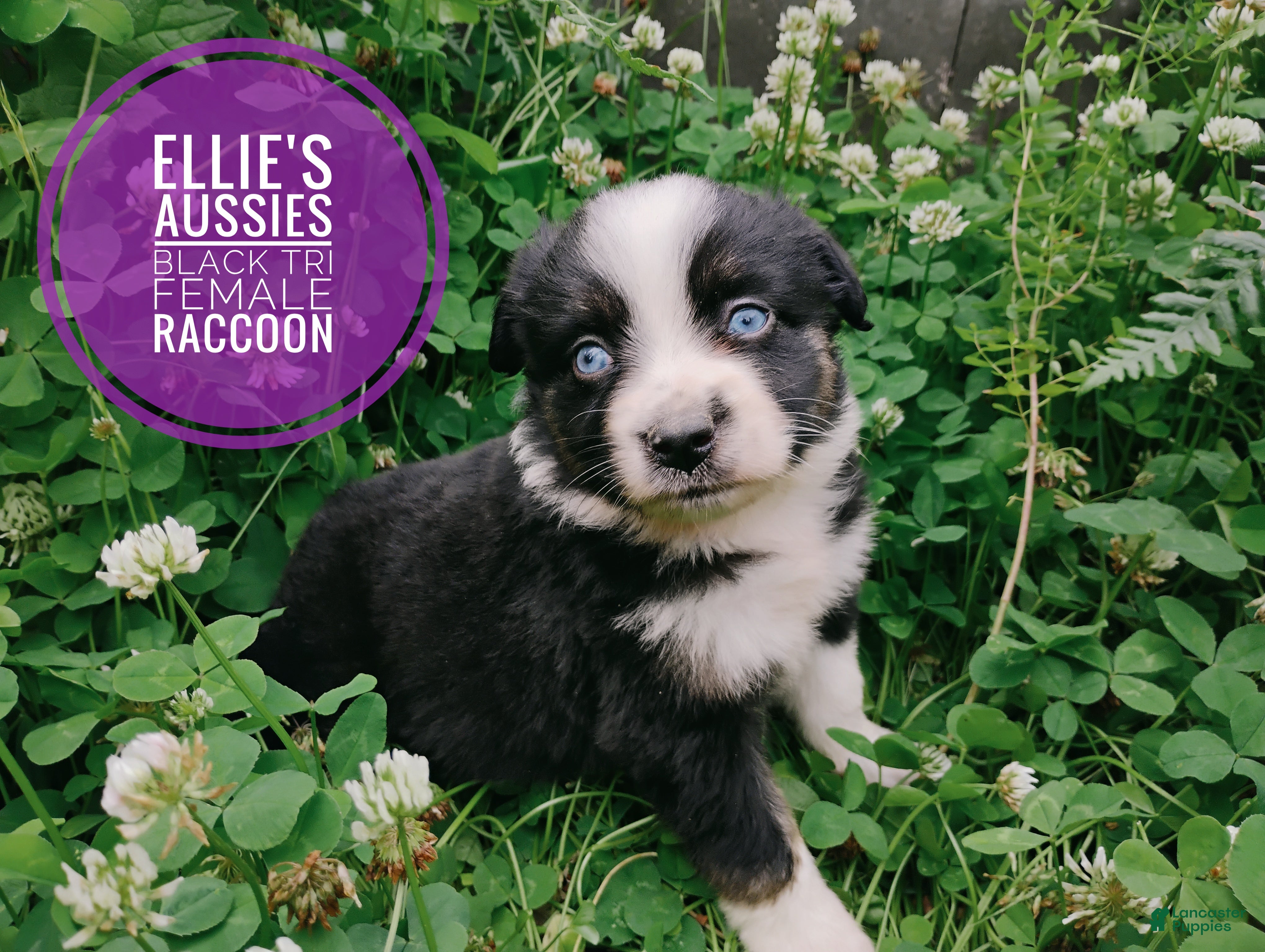Miniature Australian Shepherd dogs Raccoon  - Ad 2