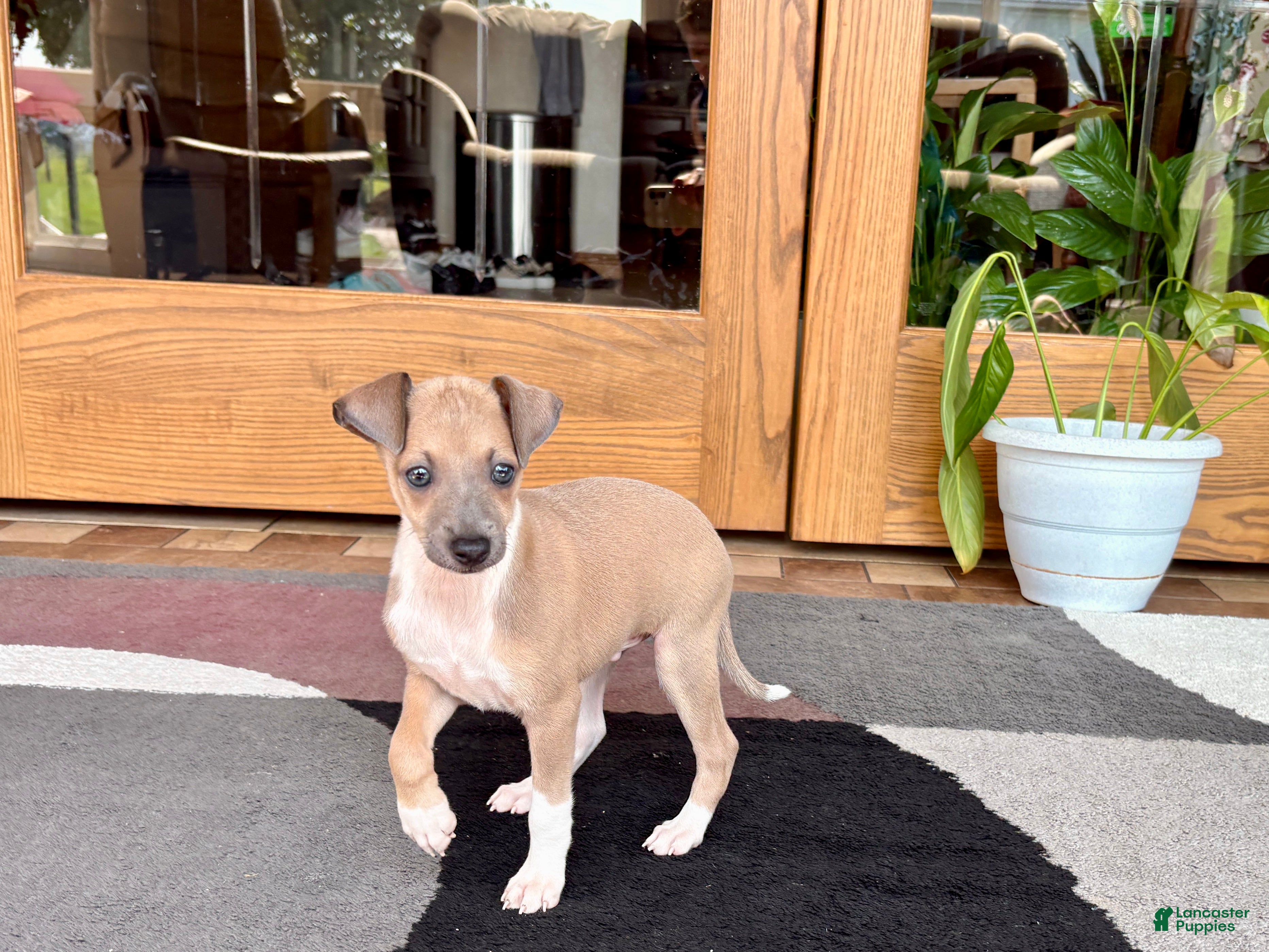 Italian Greyhound dogs Italian Greyhound male 3 Fawn boy  - Ad 1