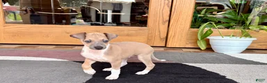 Italian Greyhound male 3 Fawn boy 