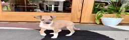 Italian Greyhound dogs for sale: Italian Greyhound male 3 Fawn boy  - Ad 1