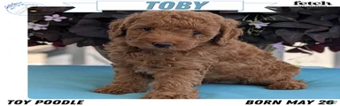 Toby