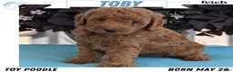 Toy Poodle dogs for sale: Toby - Ad 1