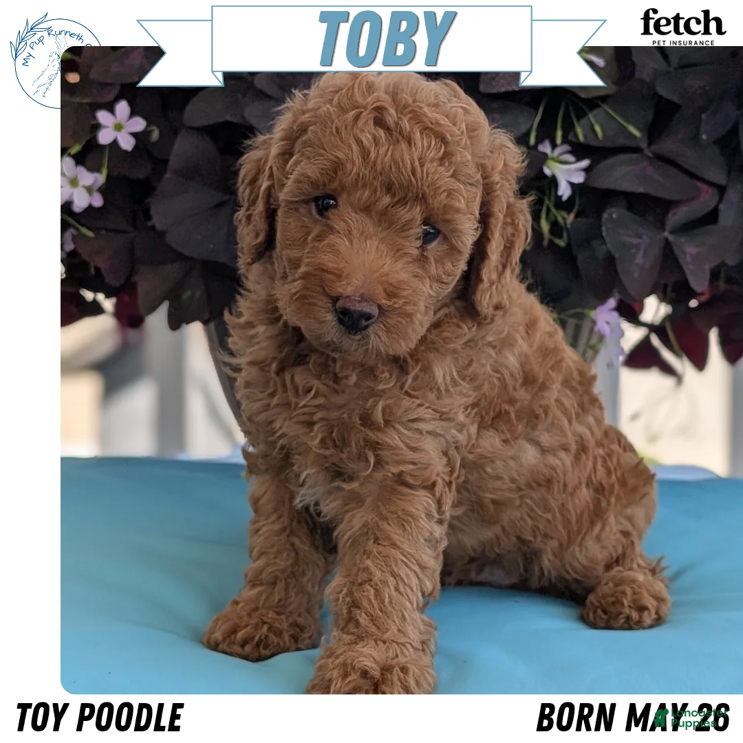 Toy Poodle dogs for sale: Toby - Ad 1