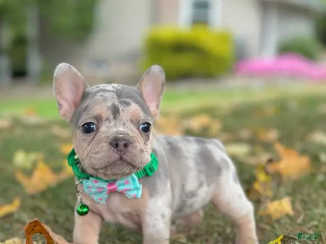 French Bulldog dogs for sale: Bella Rose 🌹 - Ad 1