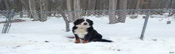 Mixed Breed dogs for sale: Barney - Ad 5