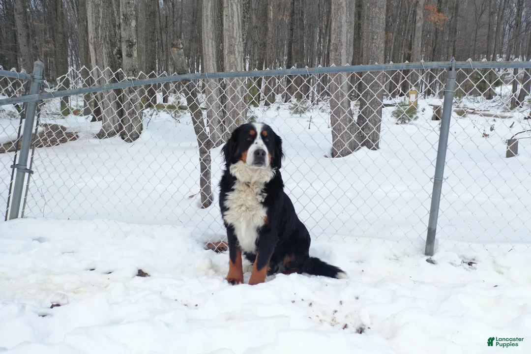 Mixed Breed dogs for sale: Barney - Ad 5