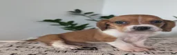 Mixed Breed dogs for sale: Lilly - Ad 2
