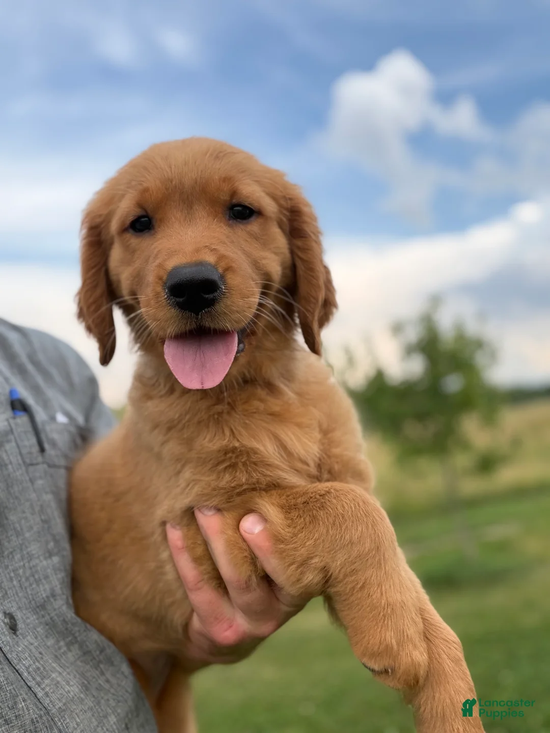 Golden Retriever dogs for sale: Honey - Ad 1