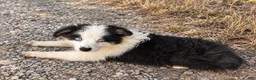 Miniature Australian Shepherd dogs for sale: Duke - Ad 2