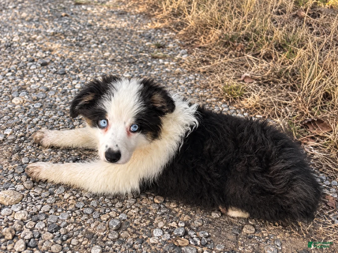 Miniature Australian Shepherd dogs for sale: Duke - Ad 2