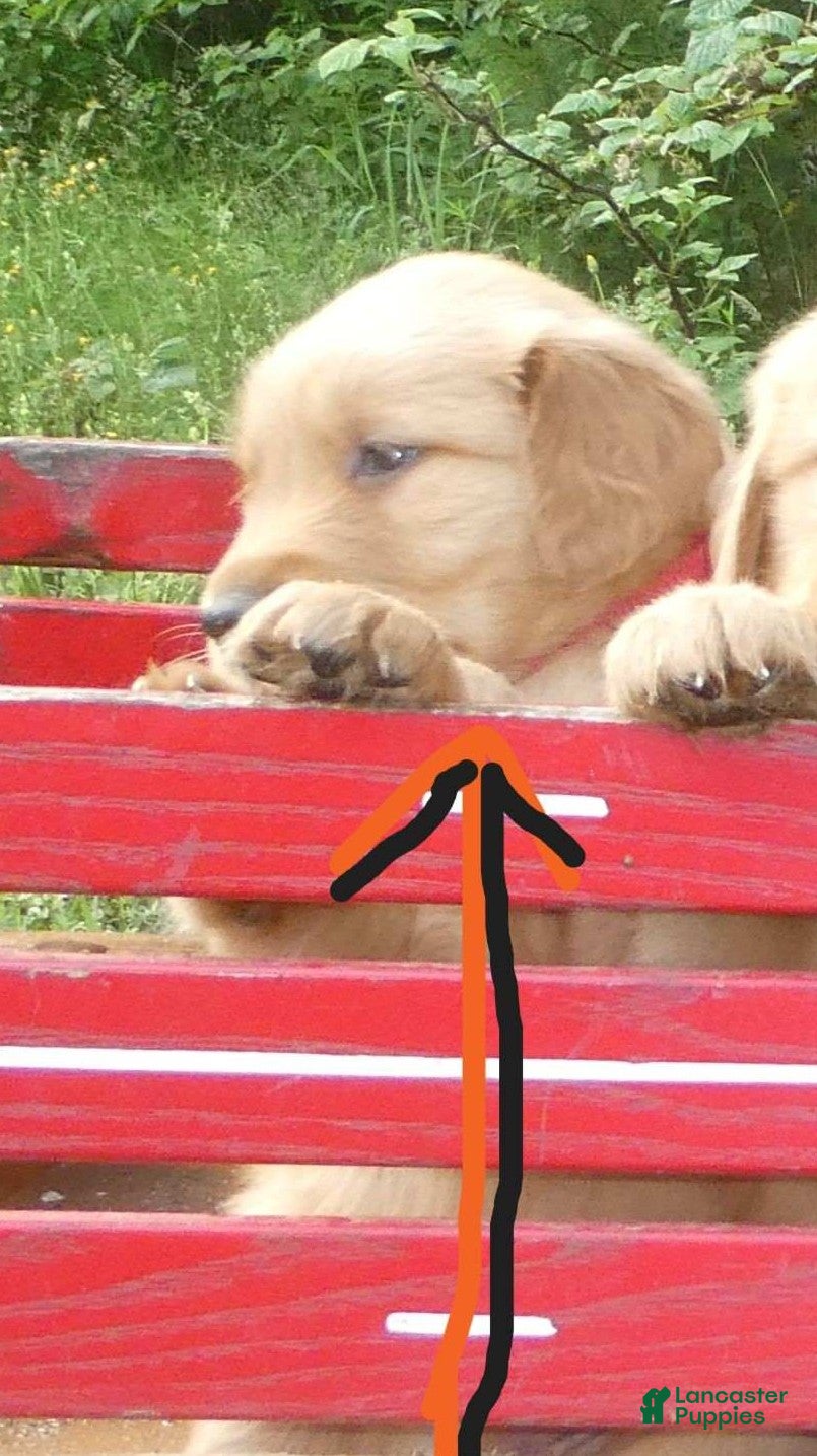 Golden Retriever dogs Loyal - Ad 6