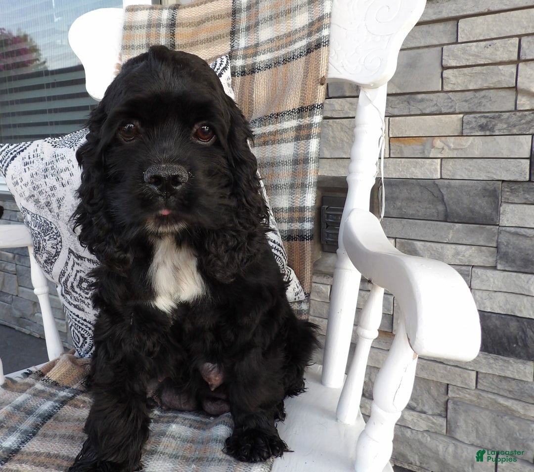 Cocker Spaniel dogs for sale: Spencer - Ad 2
