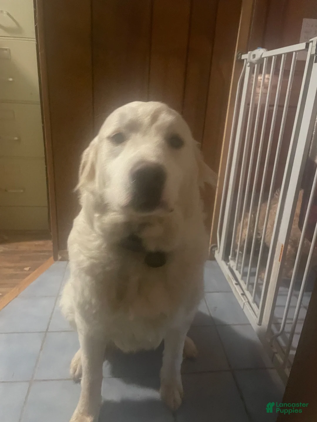 Great Pyrenees dogs for sale: Great Pyrenees mother - Ad 1