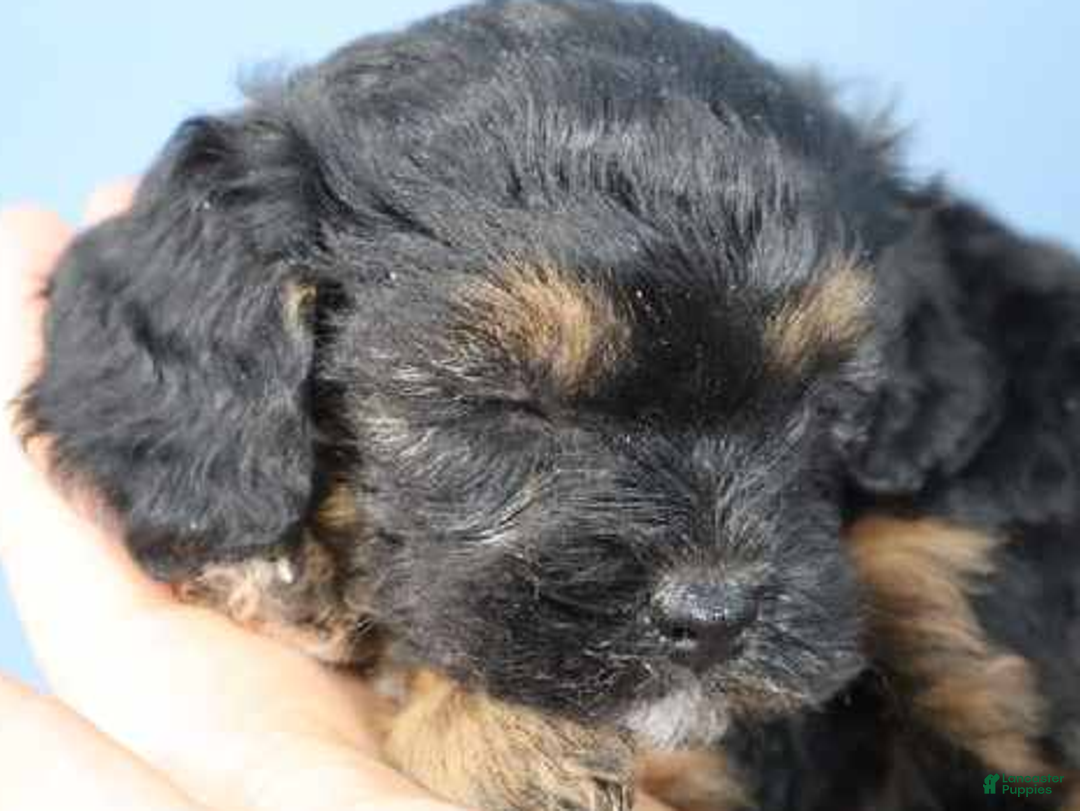 Cavapoo dogs for sale: River - Ad 4