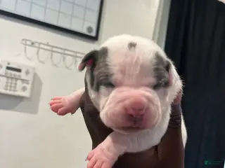 American Bully dogs Gage - Ad 21