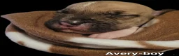 American Bully dogs for sale: Avery - Ad 5
