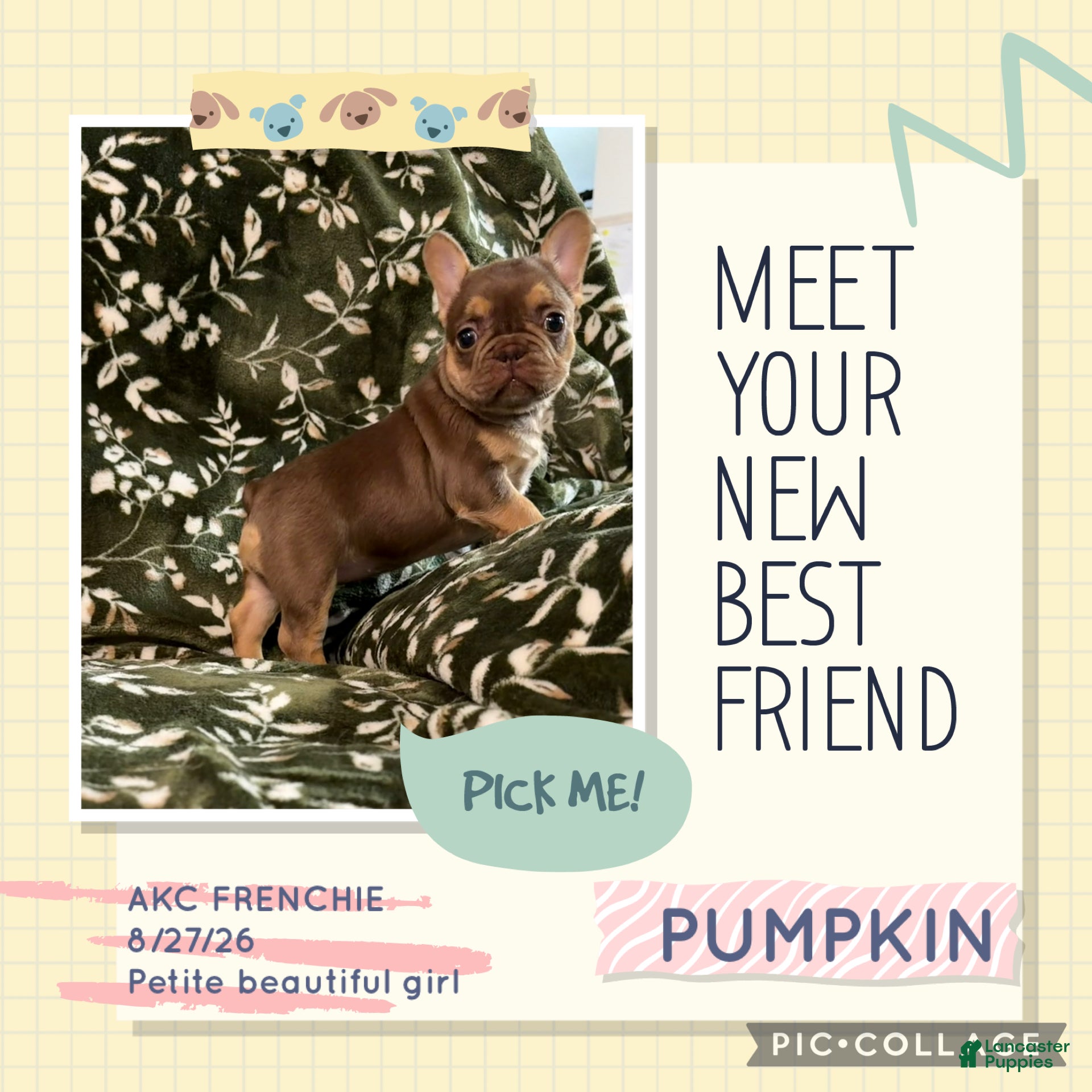 French Bulldog dogs for sale: Pumpkin  - Ad 3