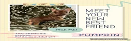 French Bulldog dogs for sale: Pumpkin  - Ad 1
