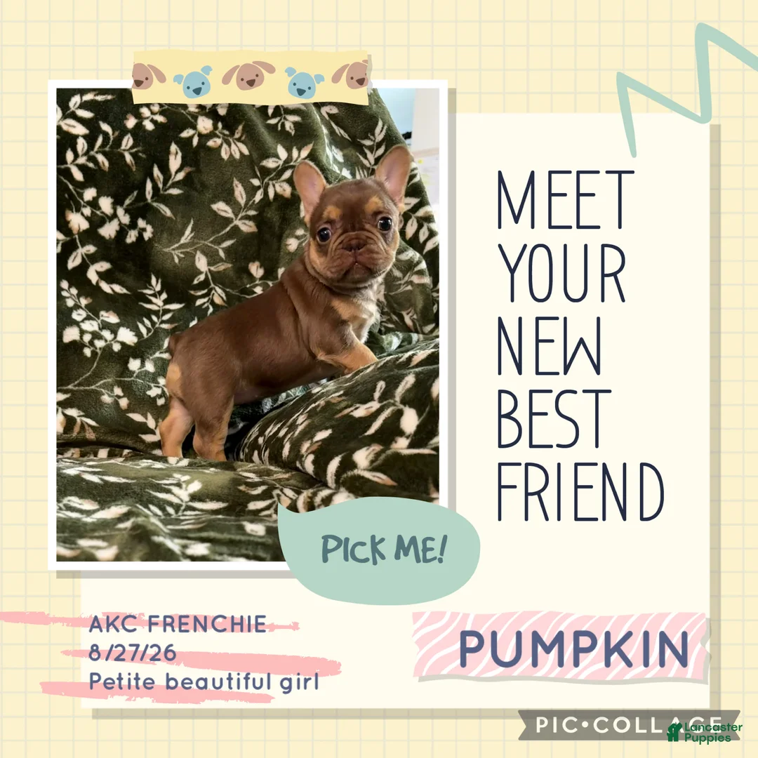 French Bulldog dogs for sale: Pumpkin  - Ad 1