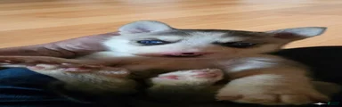 Gerberian Shepsky 2