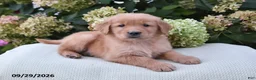 Golden Retriever dogs for sale: Boomer - Ad 3