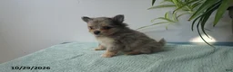 Pomeranian dogs for sale: Truffle - Ad 3