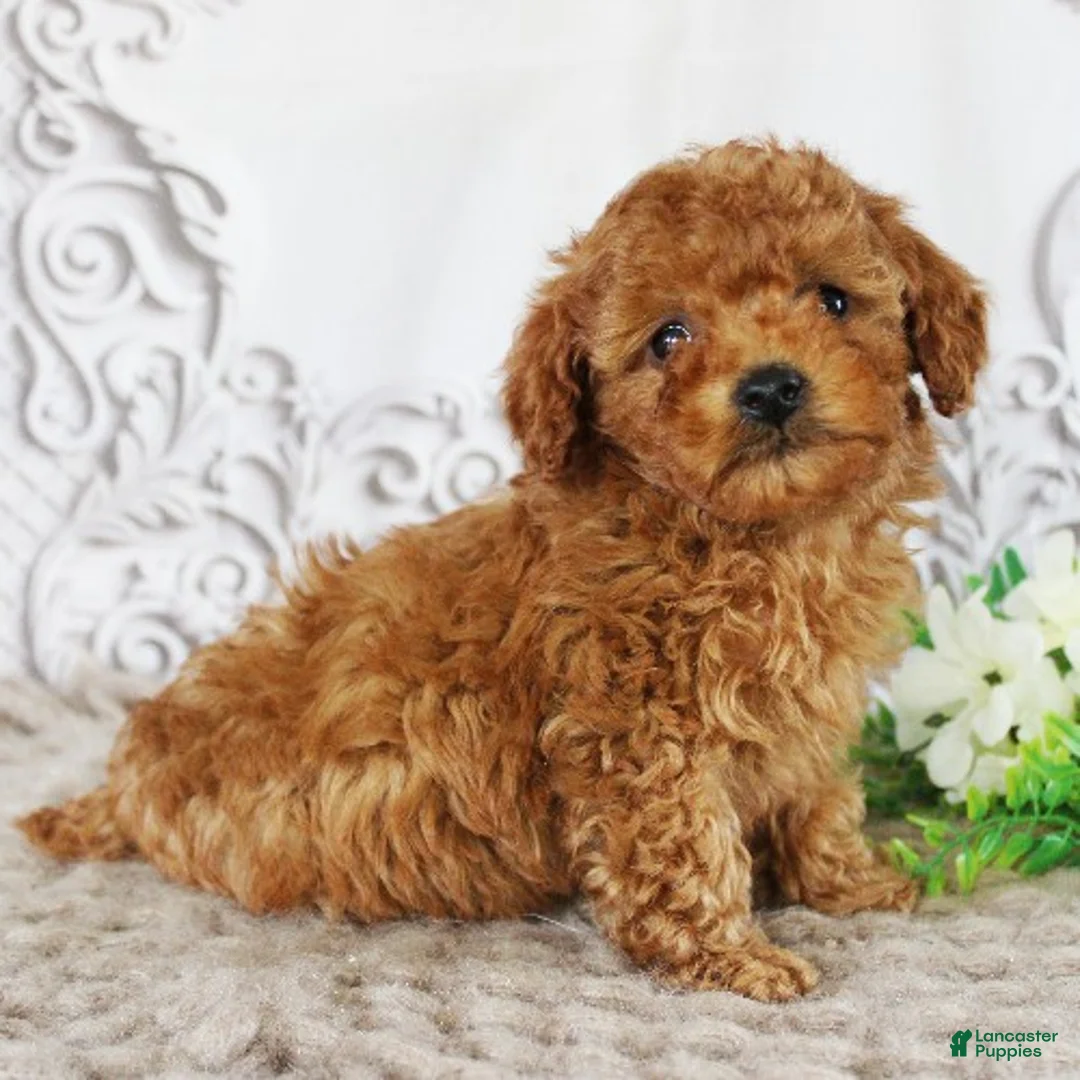 Toy Poodle dogs for sale: Coco - Ad 1