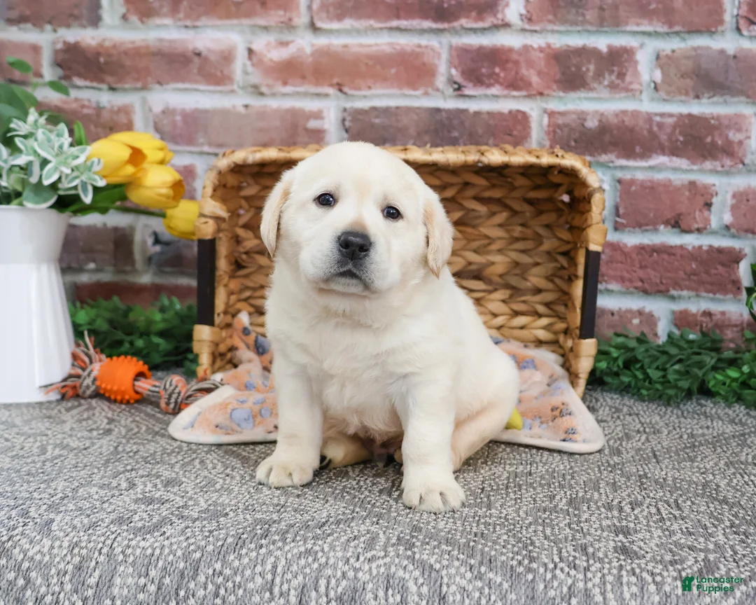 Labrador Retriever dogs for sale: Jeremiah  - Ad 6