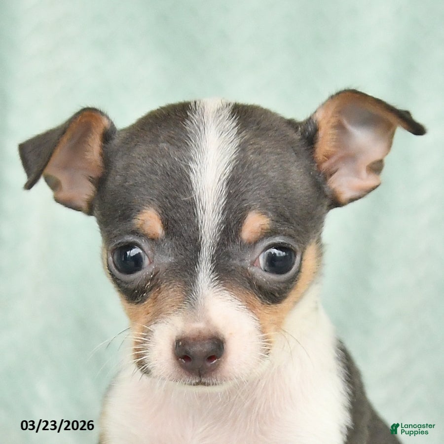 Chihuahua dogs Elsie - Ad 2