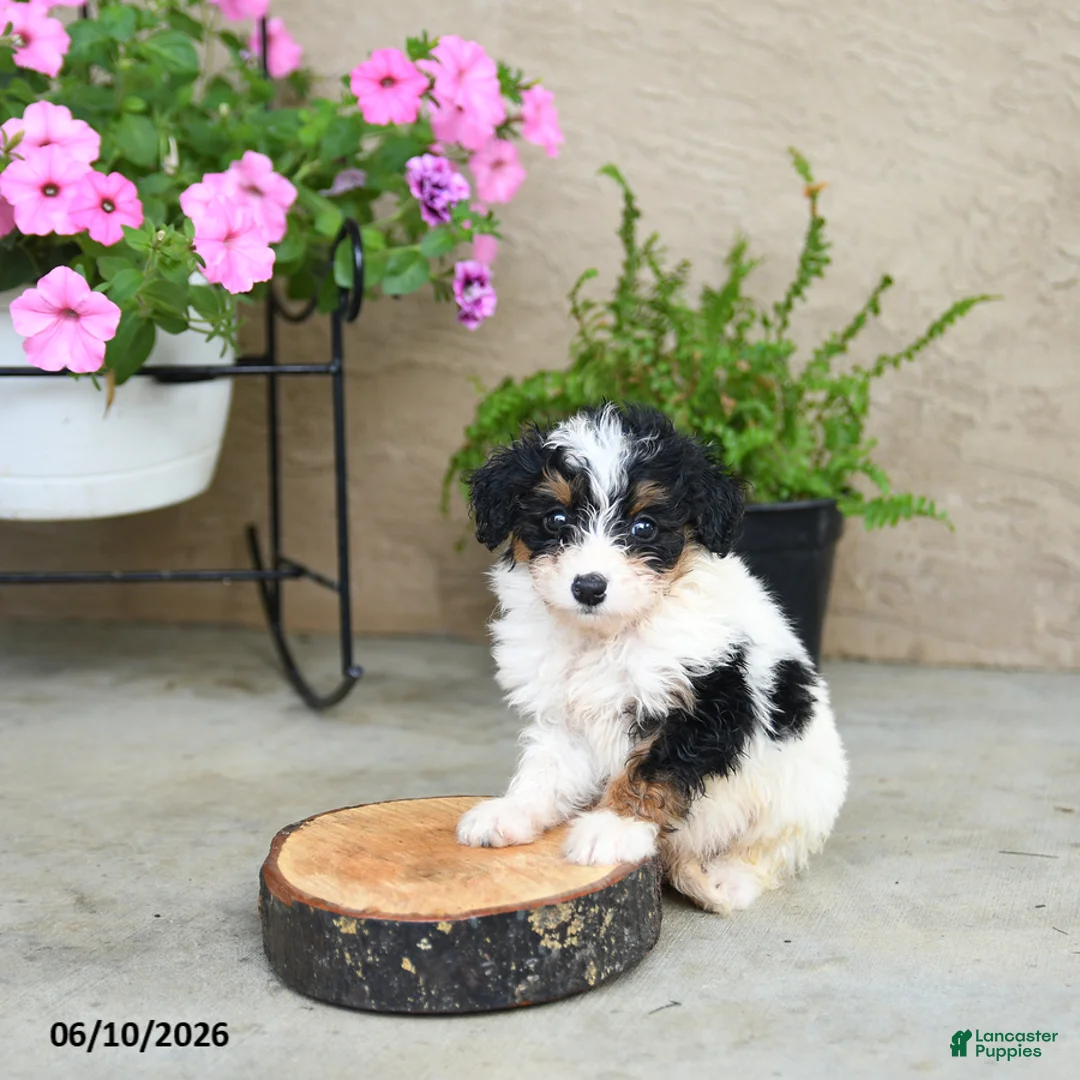 Mini Aussiedoodle dogs for sale: Piper - Ad 3