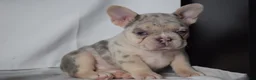 French Bulldog dogs for sale: Tallulla - Ad 5