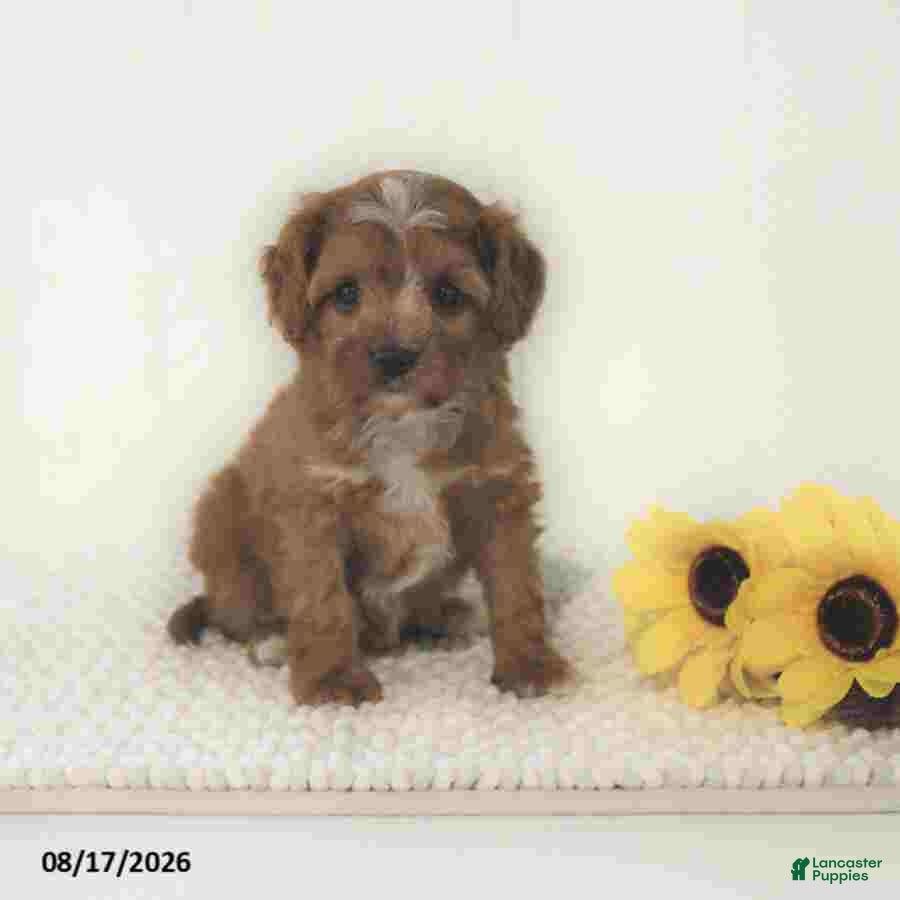 Cavapoo dogs Zachary - Ad 2