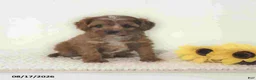 Cavapoo dogs for sale: Zachary - Ad 2