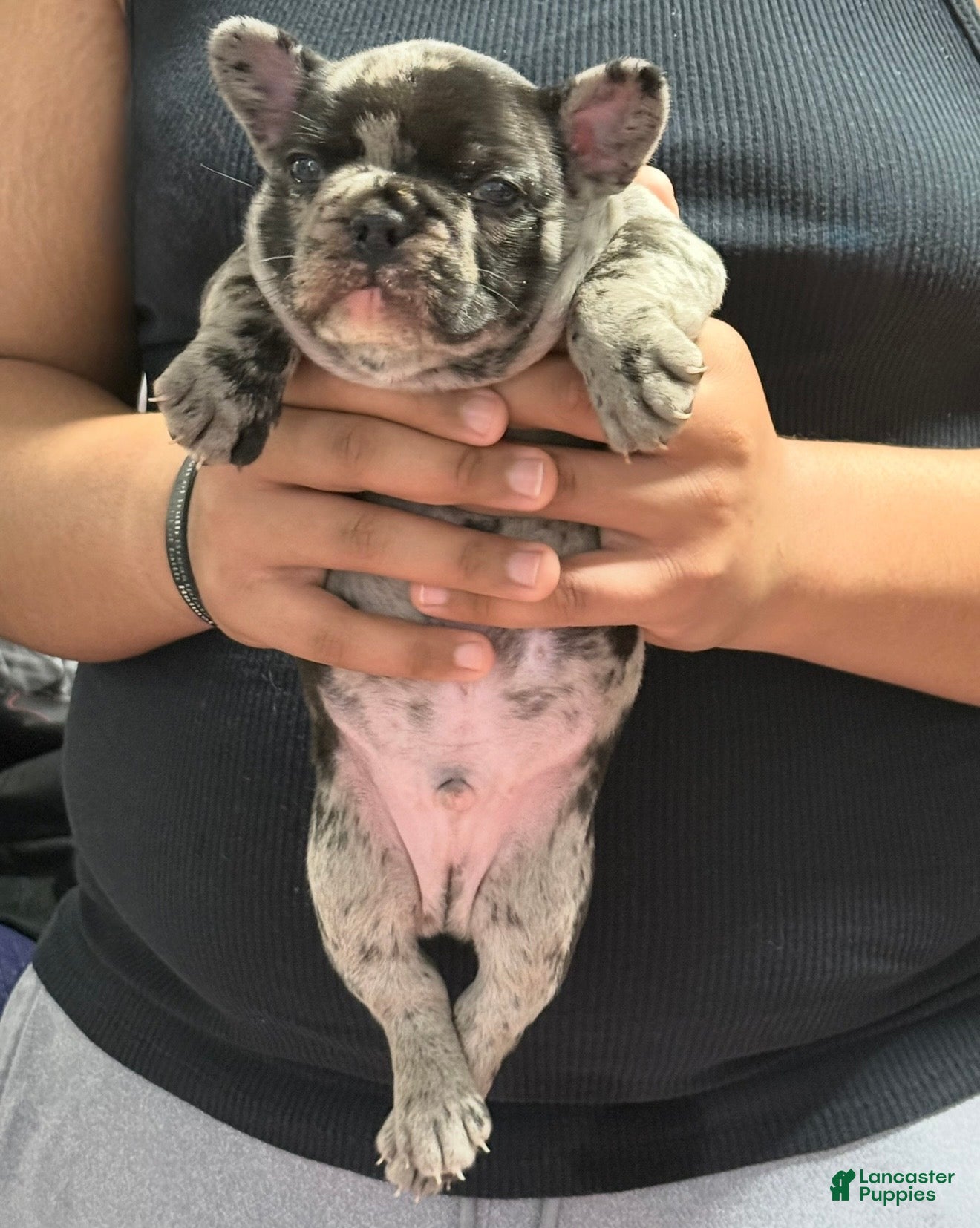 French Bulldog dogs Prince - Ad 24