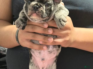 French Bulldog dogs Prince - Ad 24